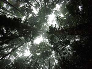 ONG Planète Urgence - Protection des forêts