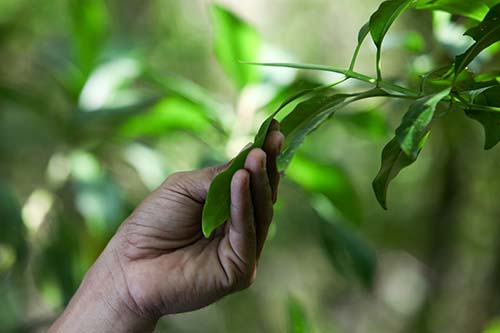 Protéger les forêts et les hommes