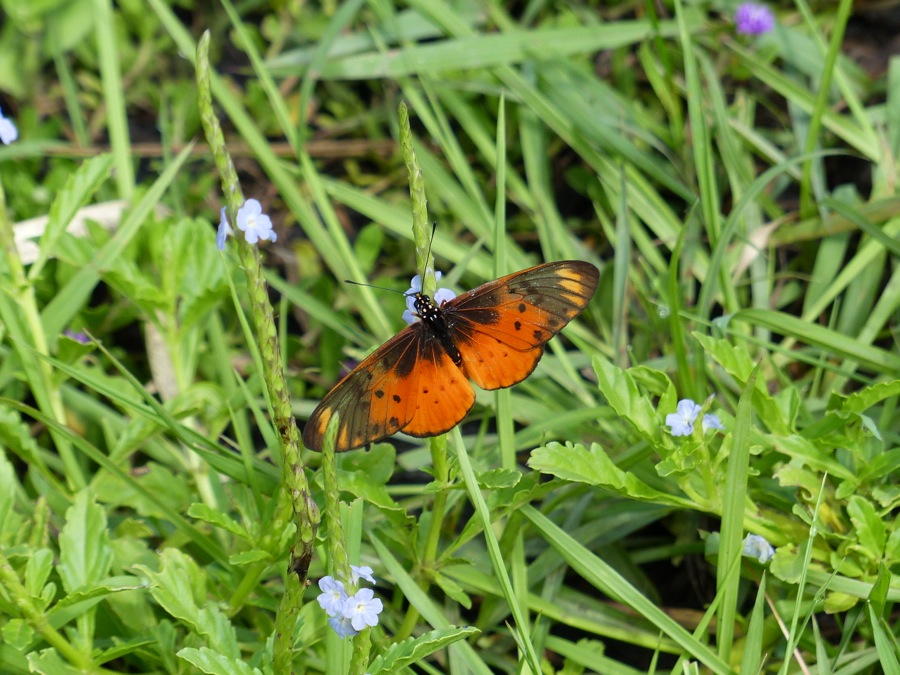 Contribution à l’inventaire des espèces de papillon dans la Réserve du Sitatunga