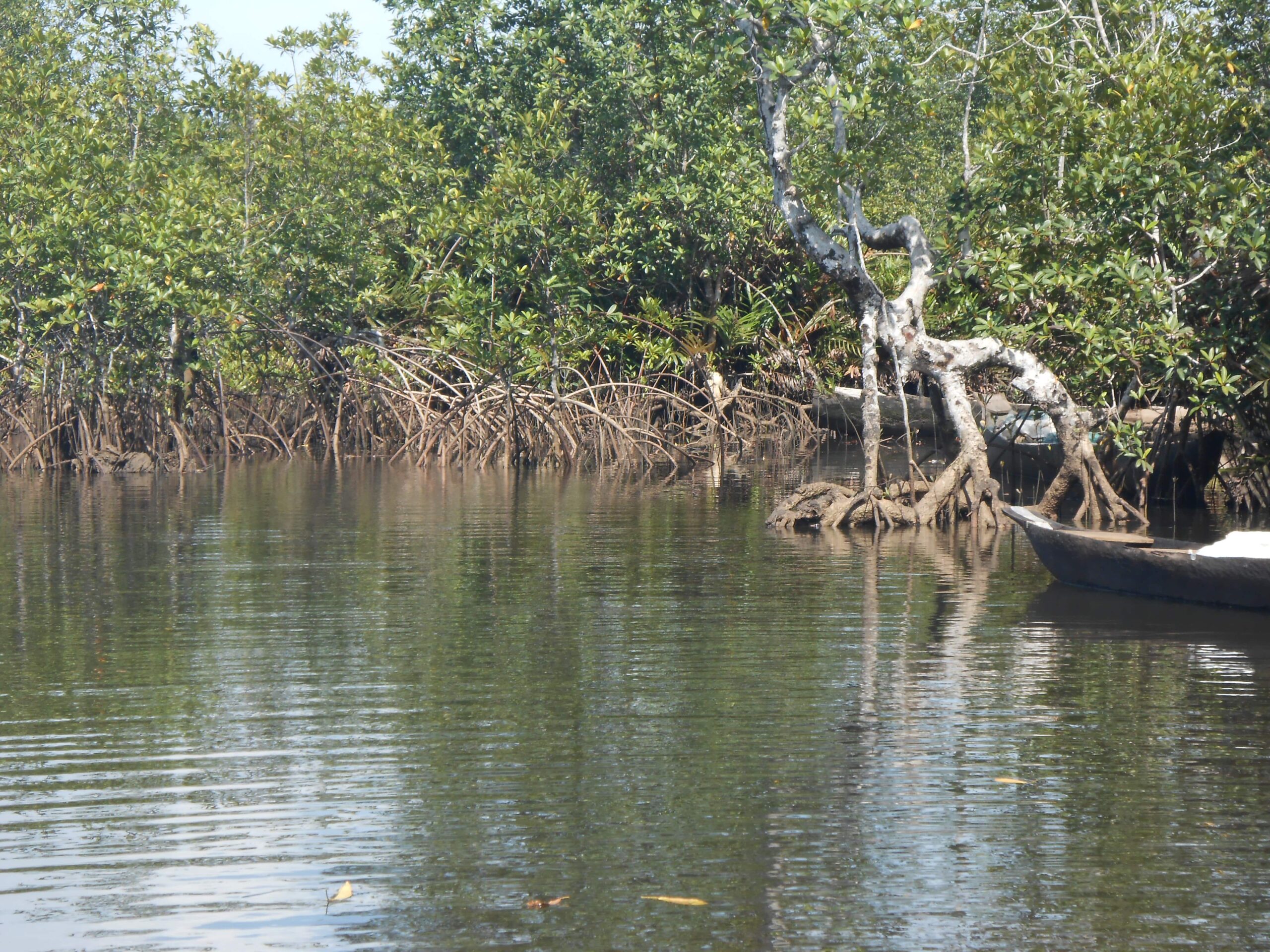 Projet CAMERR | Restauration des écosystèmes de mangrove