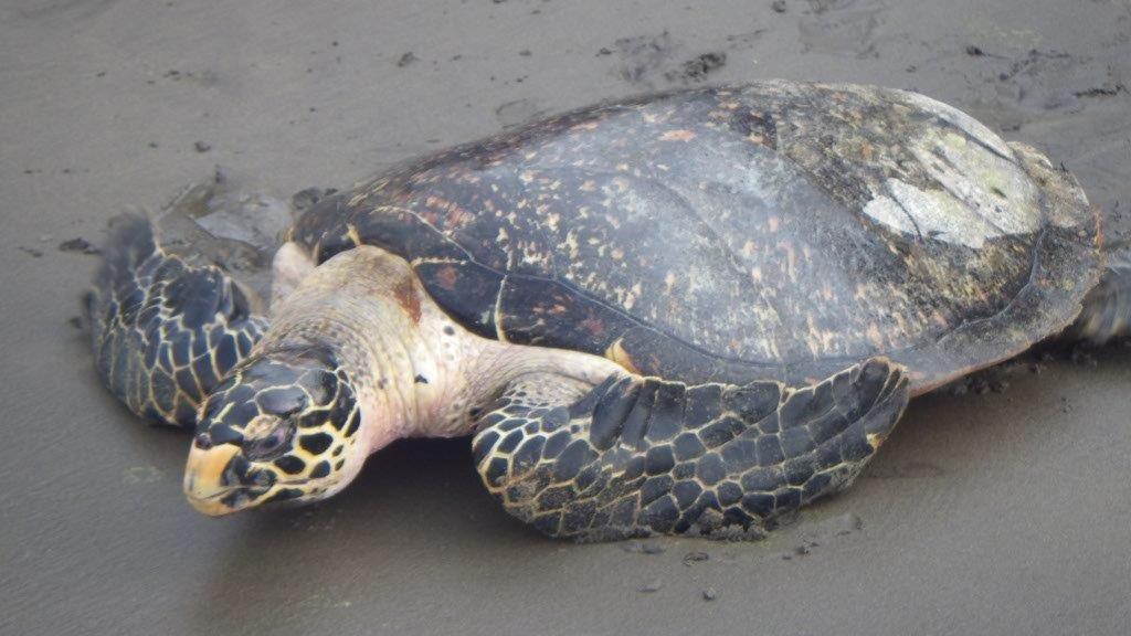 Appui à la conservation des tortues marines sur le littoral camerounais à Ebodjé