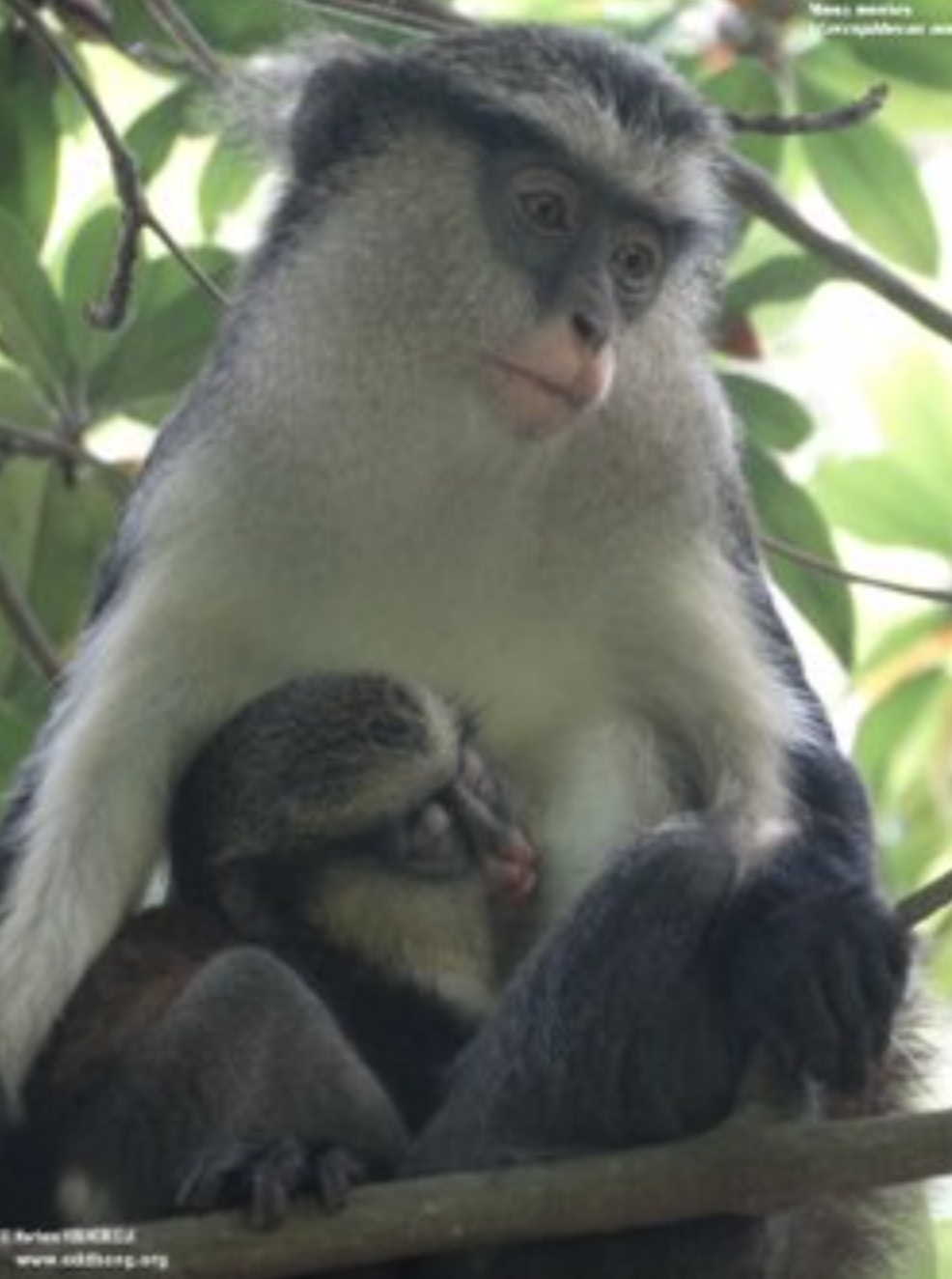 Suivi des primates dans la vallée de l’Ouémé