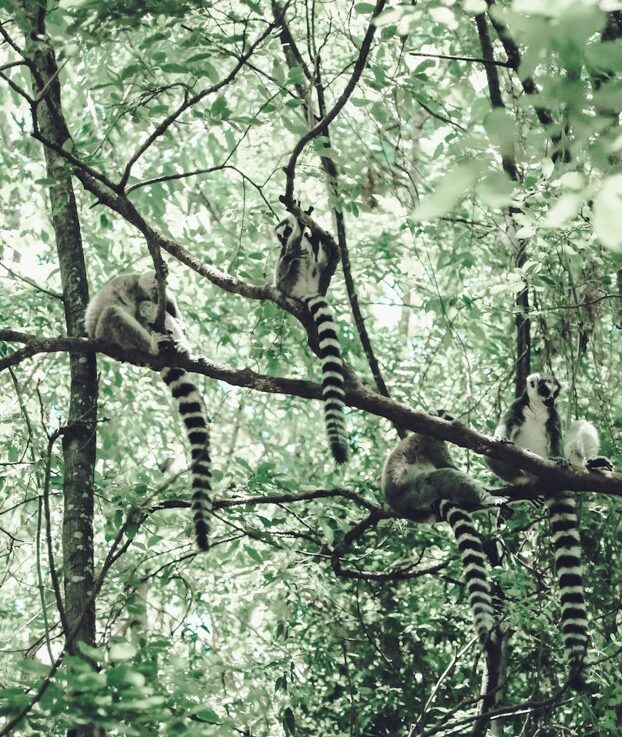 Forêt et biodiversité Planète Urgence