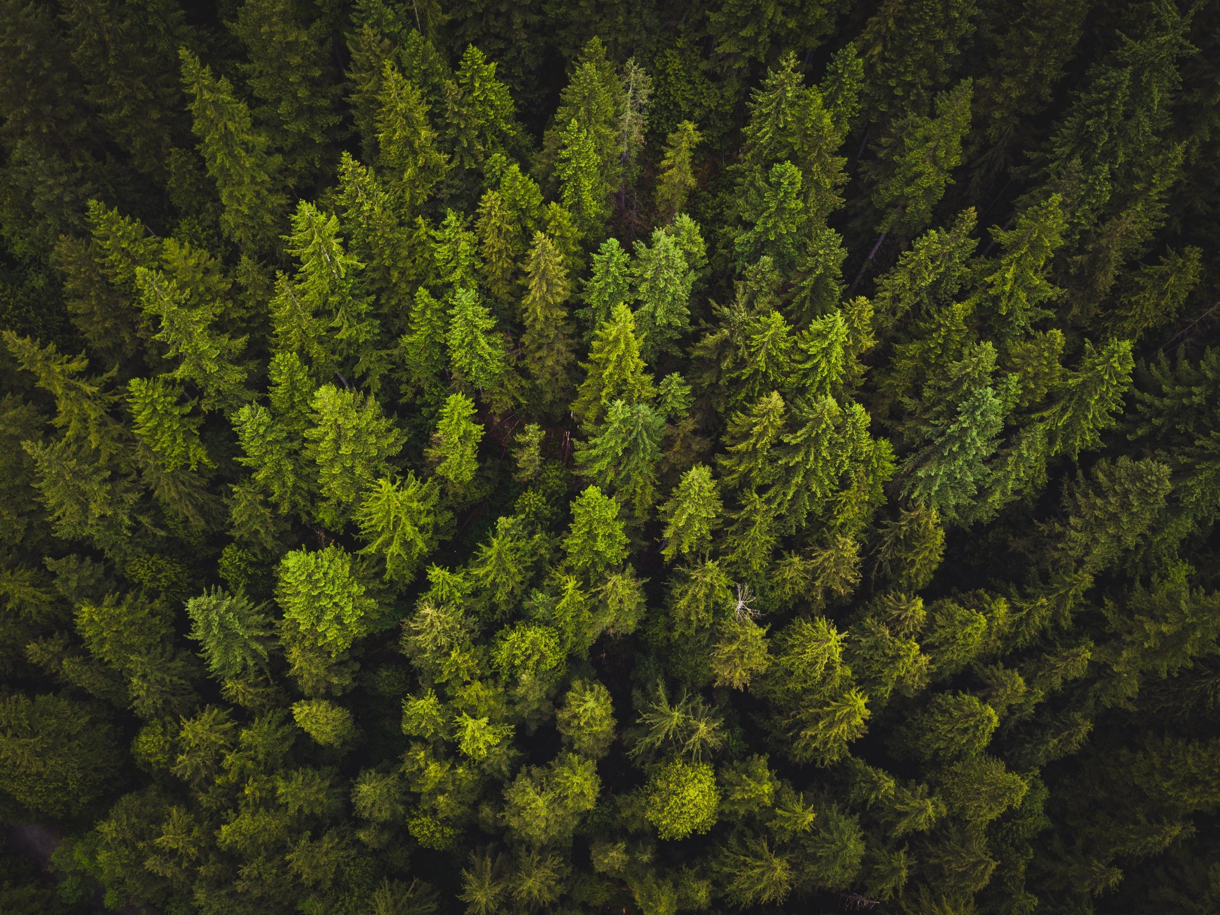 projets de reforestation Planète Urgence