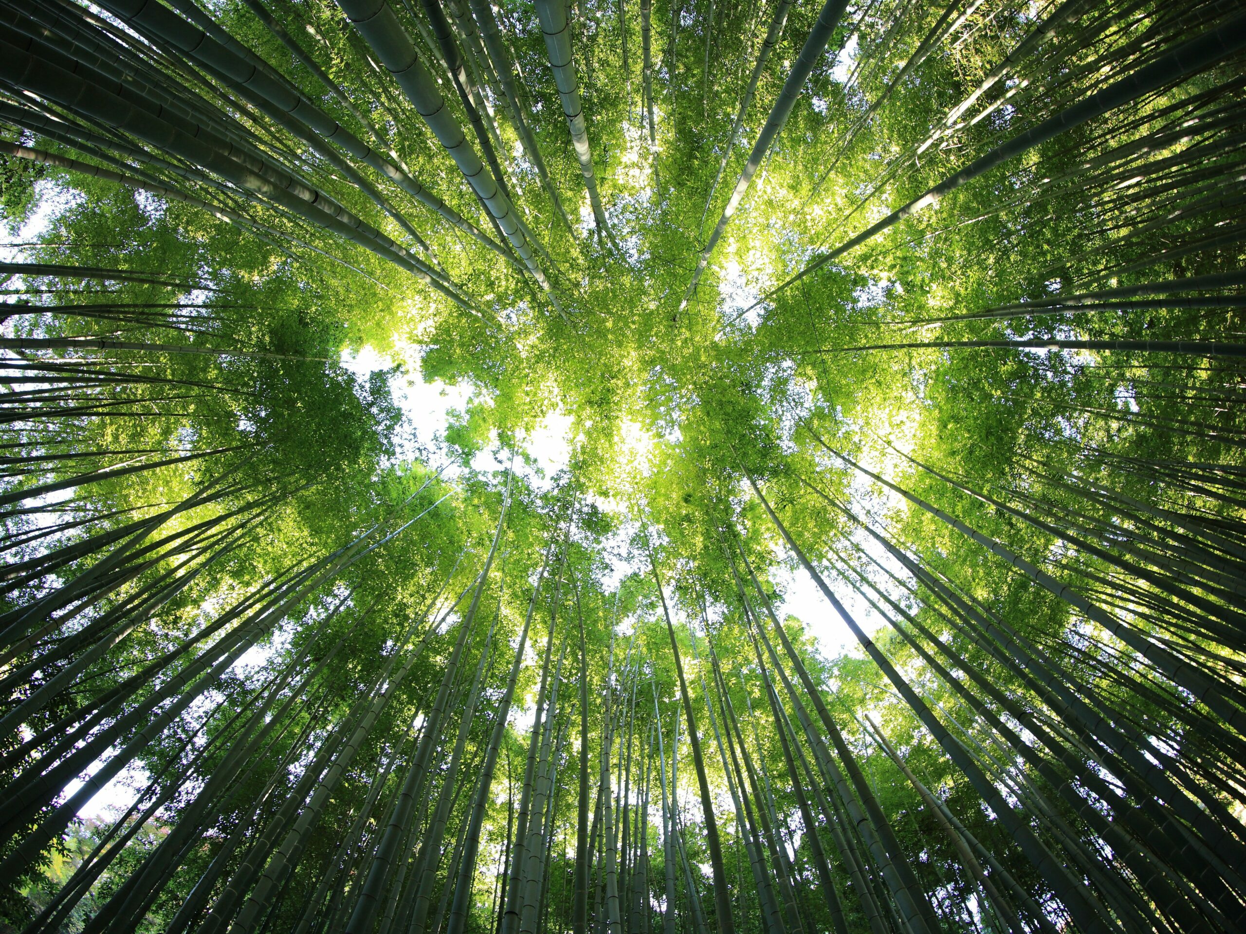 La forêt, le “poumon de la Terre” 