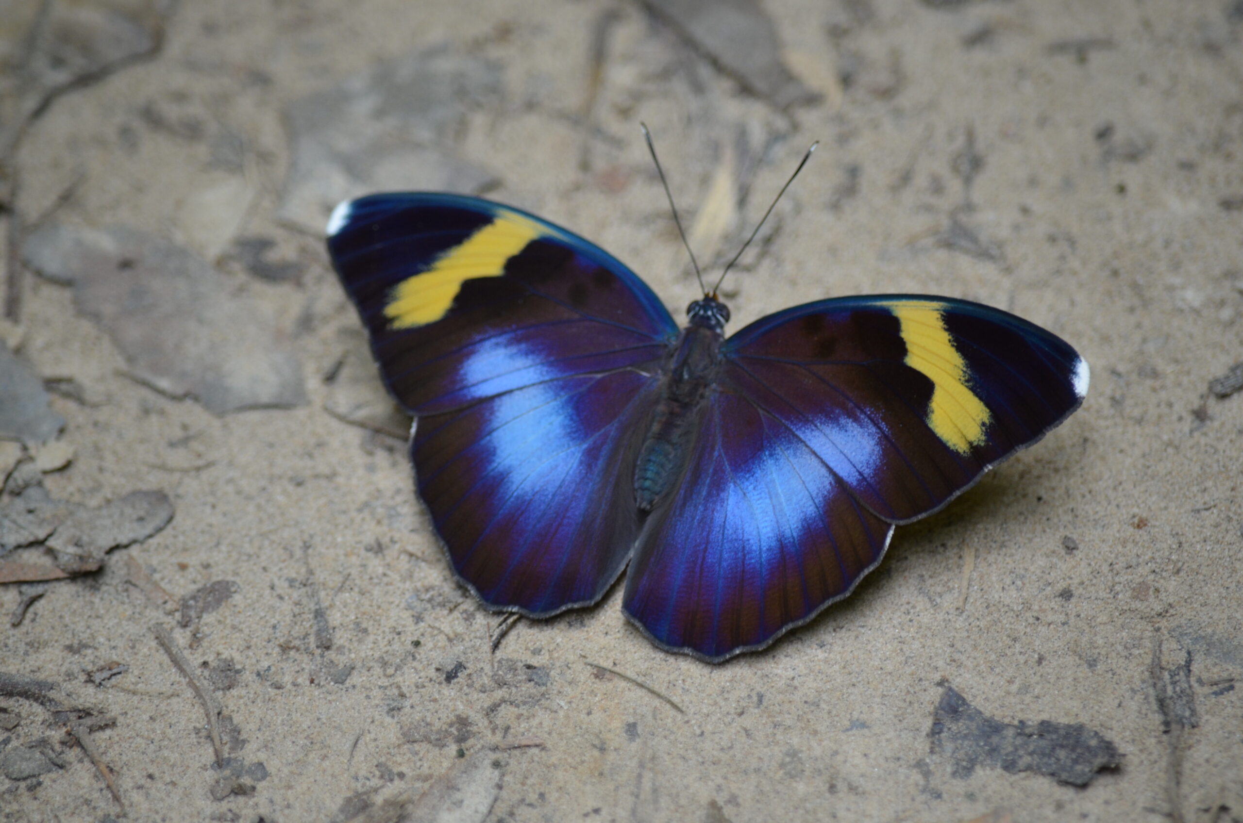 Contribution à l’inventaire et suivi des espèces de papillons de l’Aire Protégée Communautaire de Gnanhouizounmè