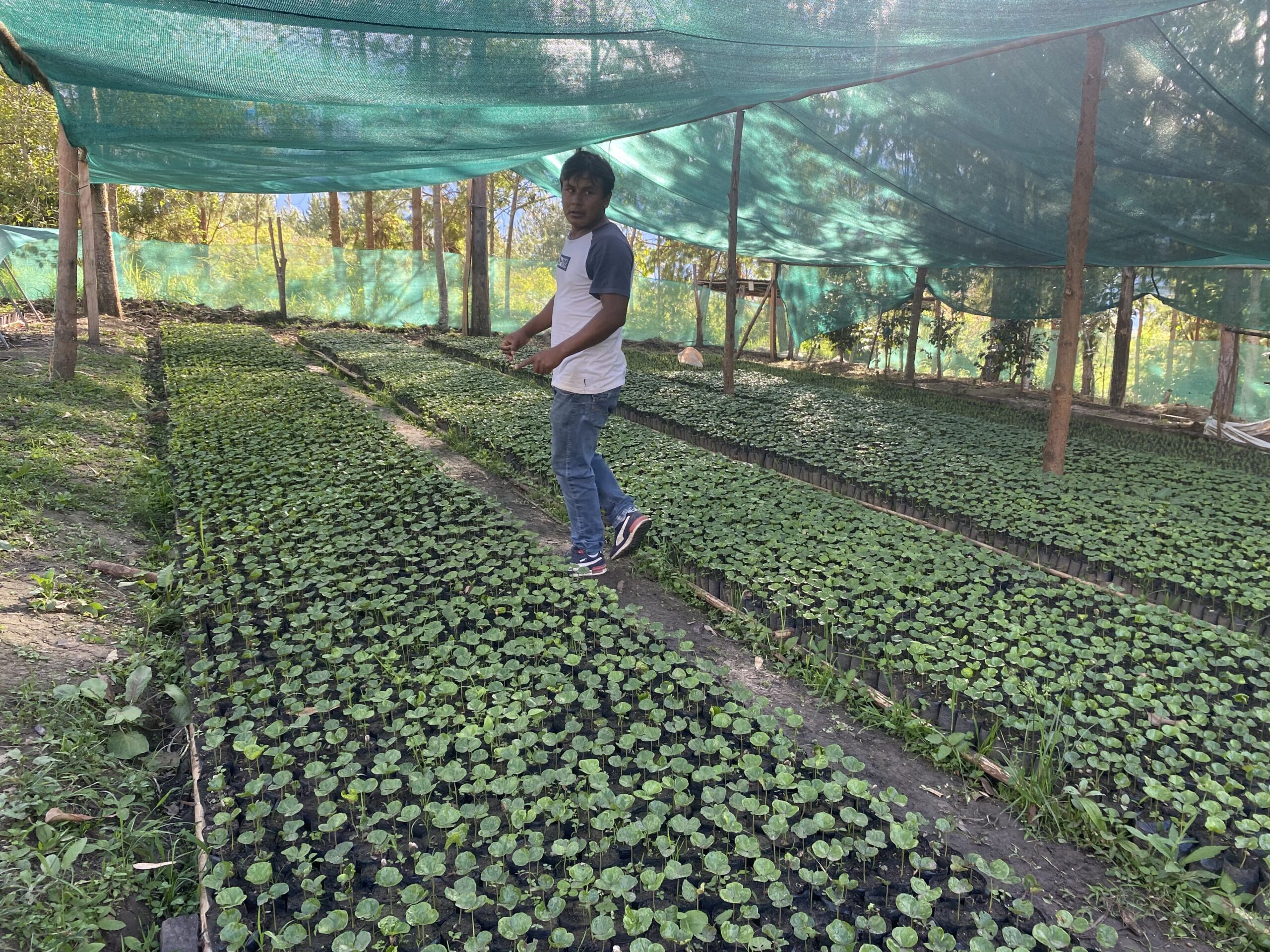 CUISCAF : la production de café durable, un nouveau projet de préservation des forêts et de la biodiversité au Pérou