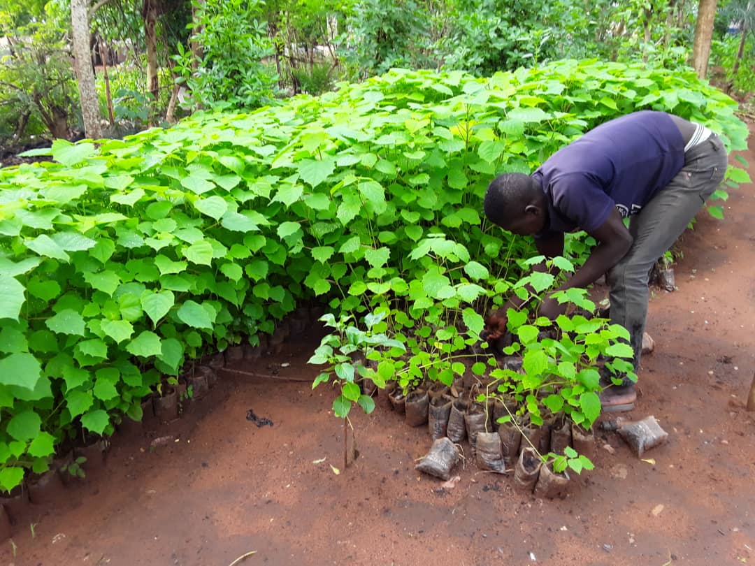 Former les membres de l’association IDM sur les techniques de restauration des forêts et terres agricoles à Badou au Togo