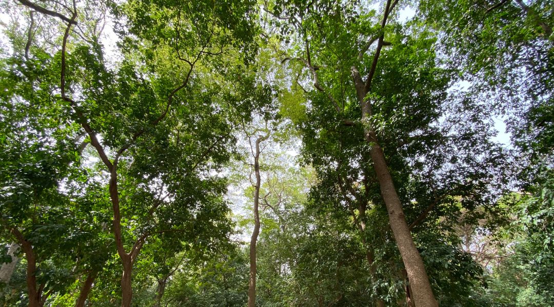 Formation sur les bonnes pratiques de gestion et de protection des forêts-VEC