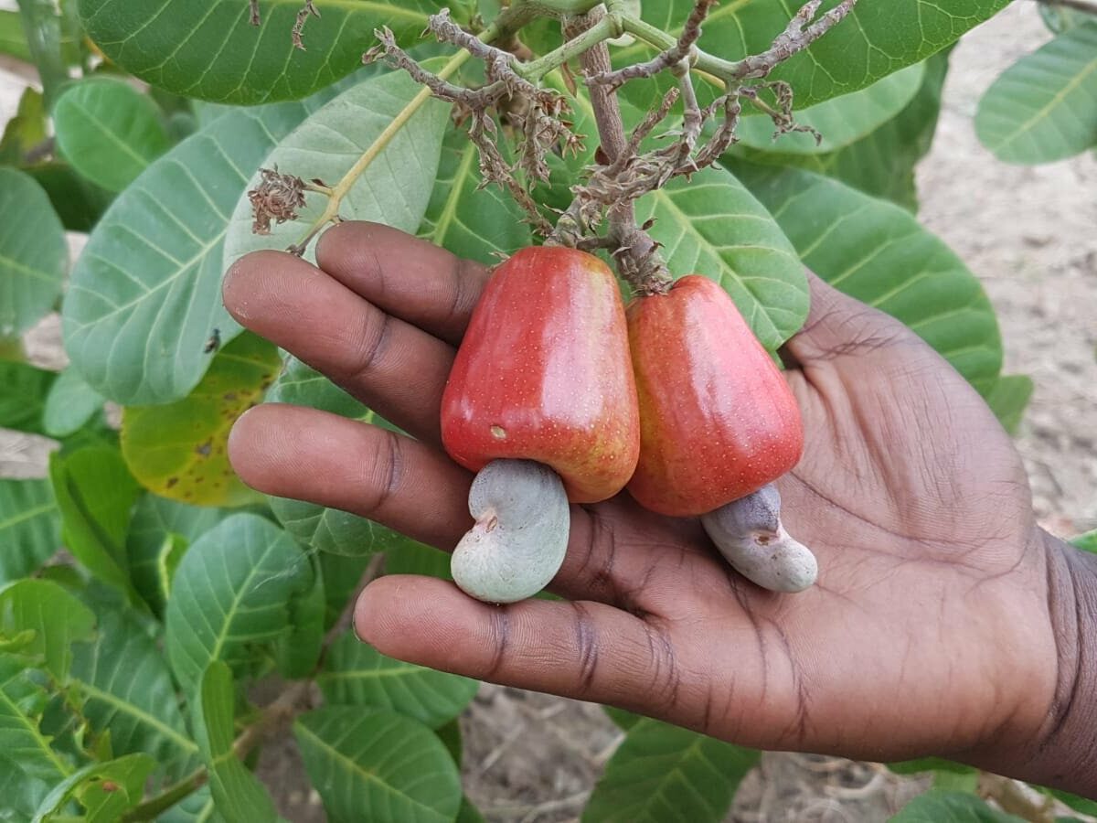 Projet FARE | Cashew nut sector & ecosystem restoration in Cameroon
