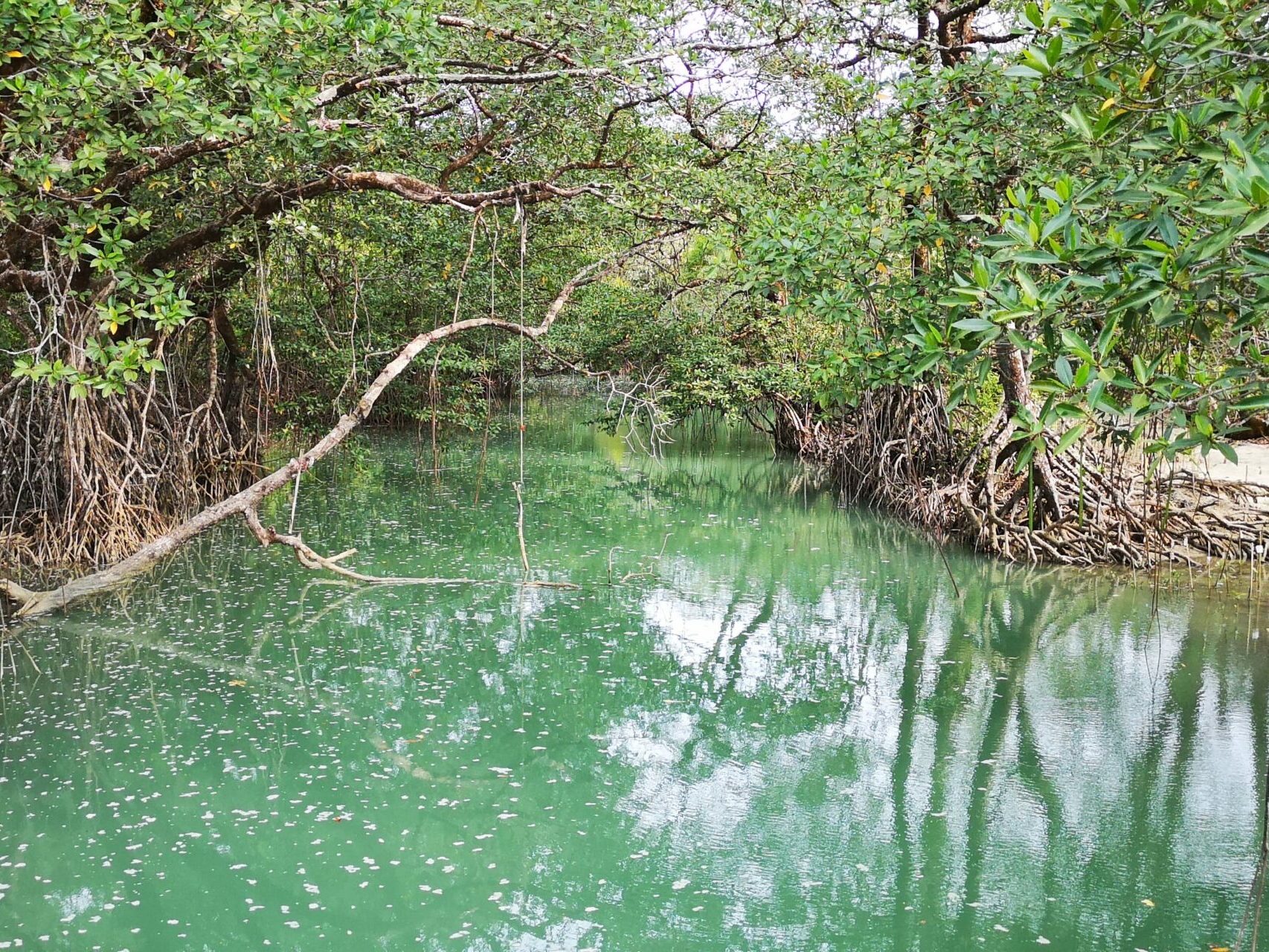 Projet MERCI | Mangrove Ecosystem and Javan Rhinoceros Conservation in Indonesia