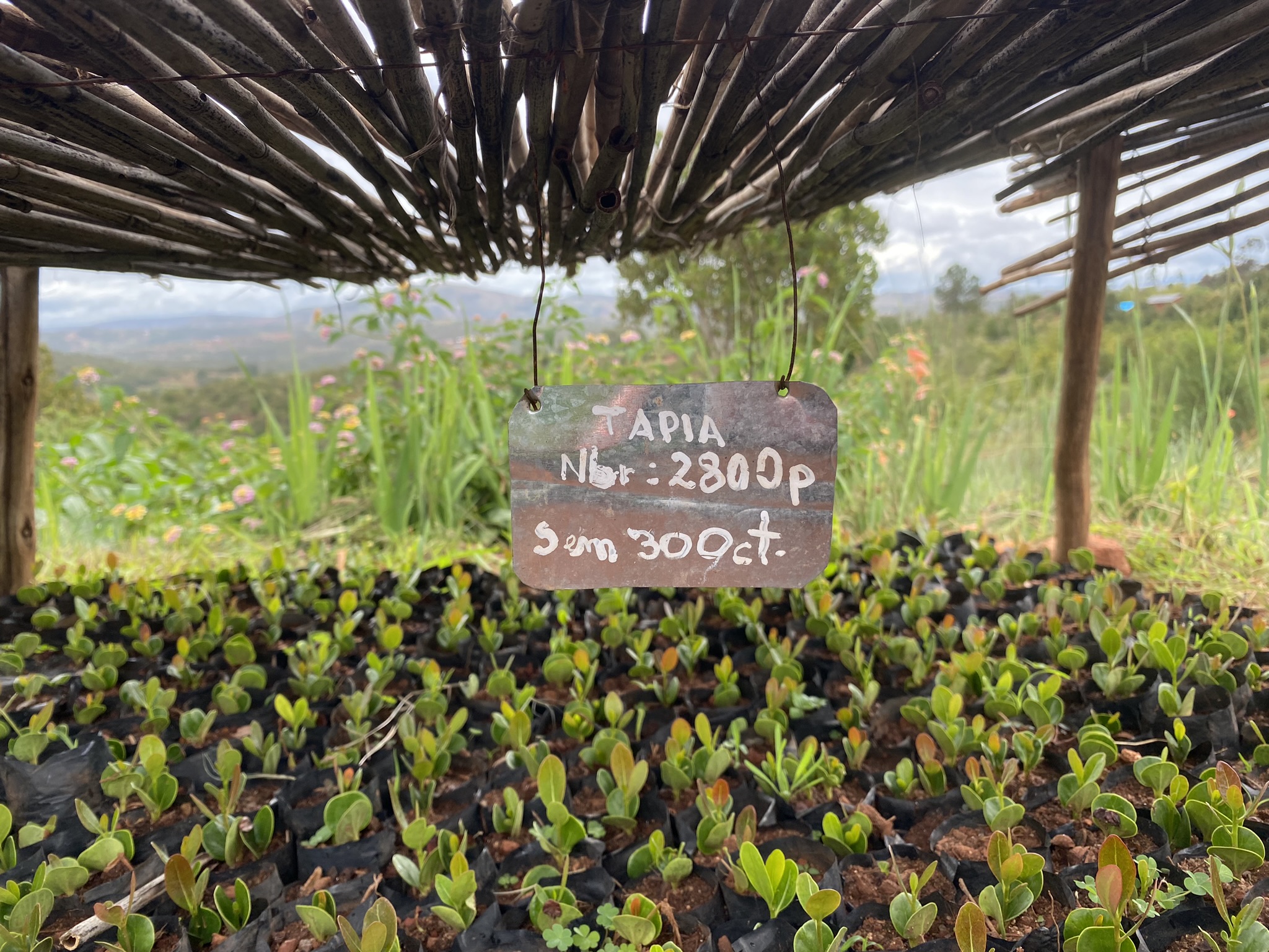 Projet TAPIA | Preservation of the tapia forest, wild silk and beekeeping in Madagascar.