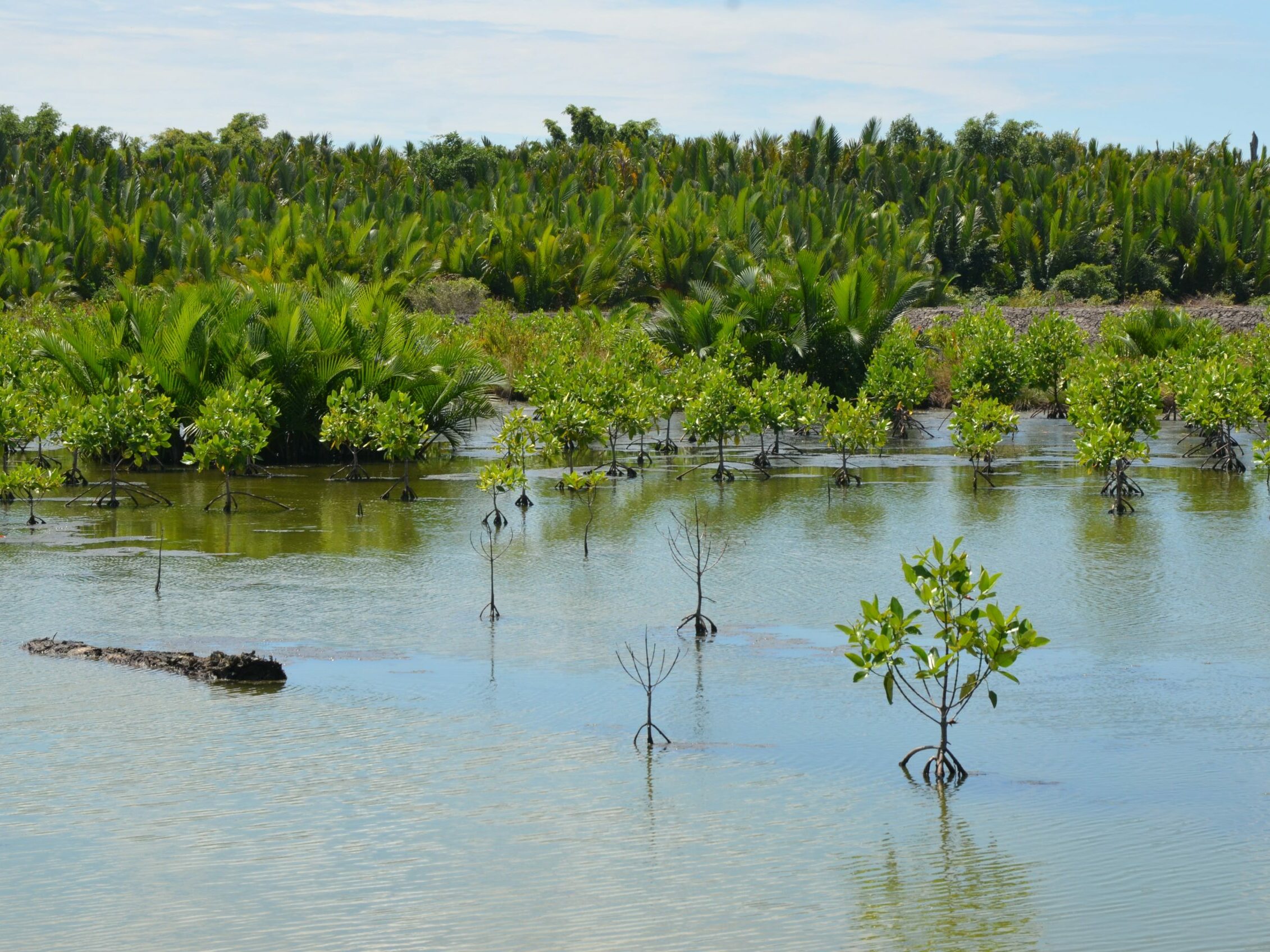 Projet MAHAKAM | Restauration de mangrove et développement local