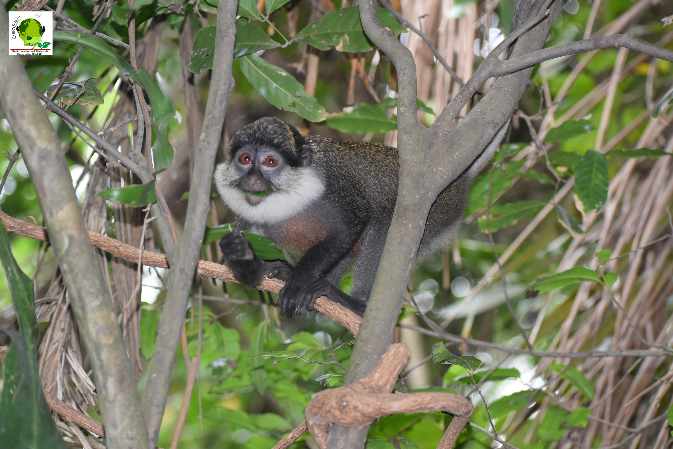 Biomonitoring des espèces de mammifères dans la forêt classée de la Lama au Sud-Bénin