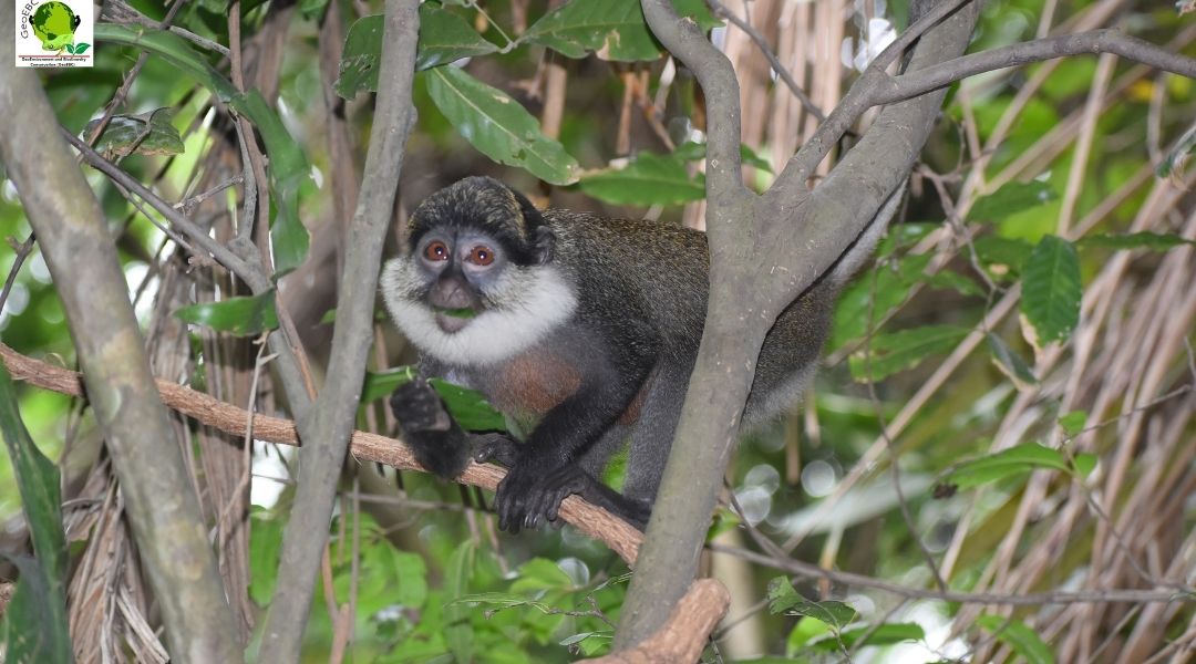 Inventaire et suivi de mammifères dans la forêt classée de La Lama.