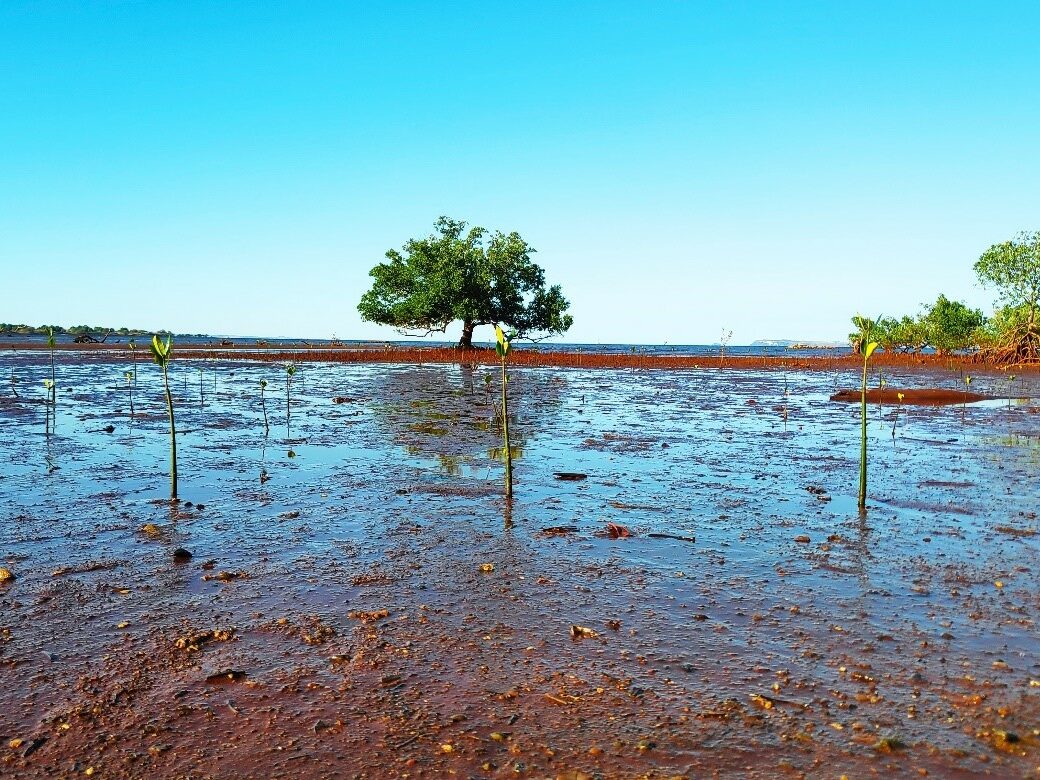 Des nouvelles du terrain - Préservation des mangroves à Madagascar