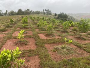 Campagne de plantation à Madagascar : Parcelle de replantation