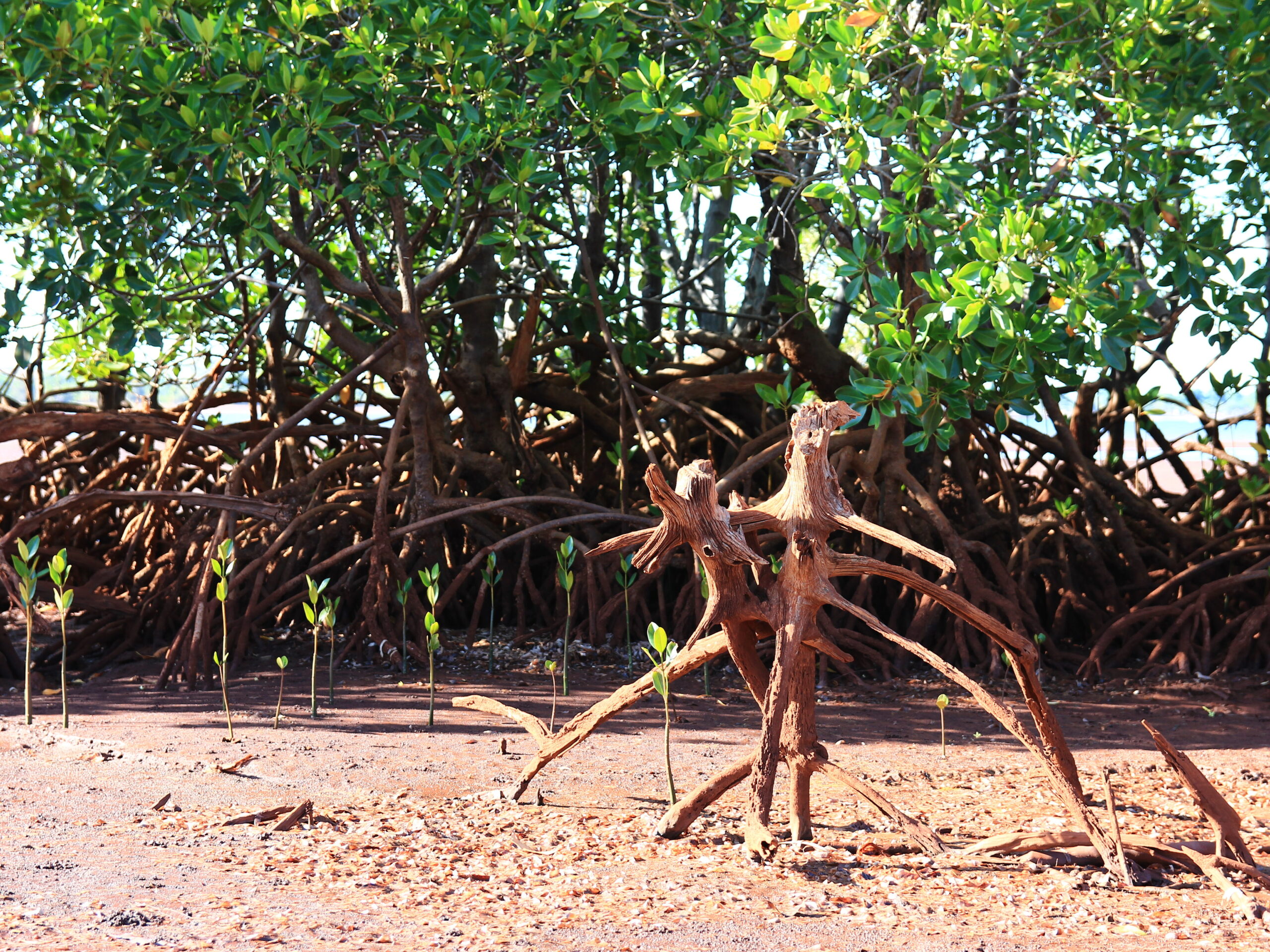 Projet MOSOTRY | Restauration durable des mangroves dégradées, résilience économique et sécurité alimentaire à Madagascar