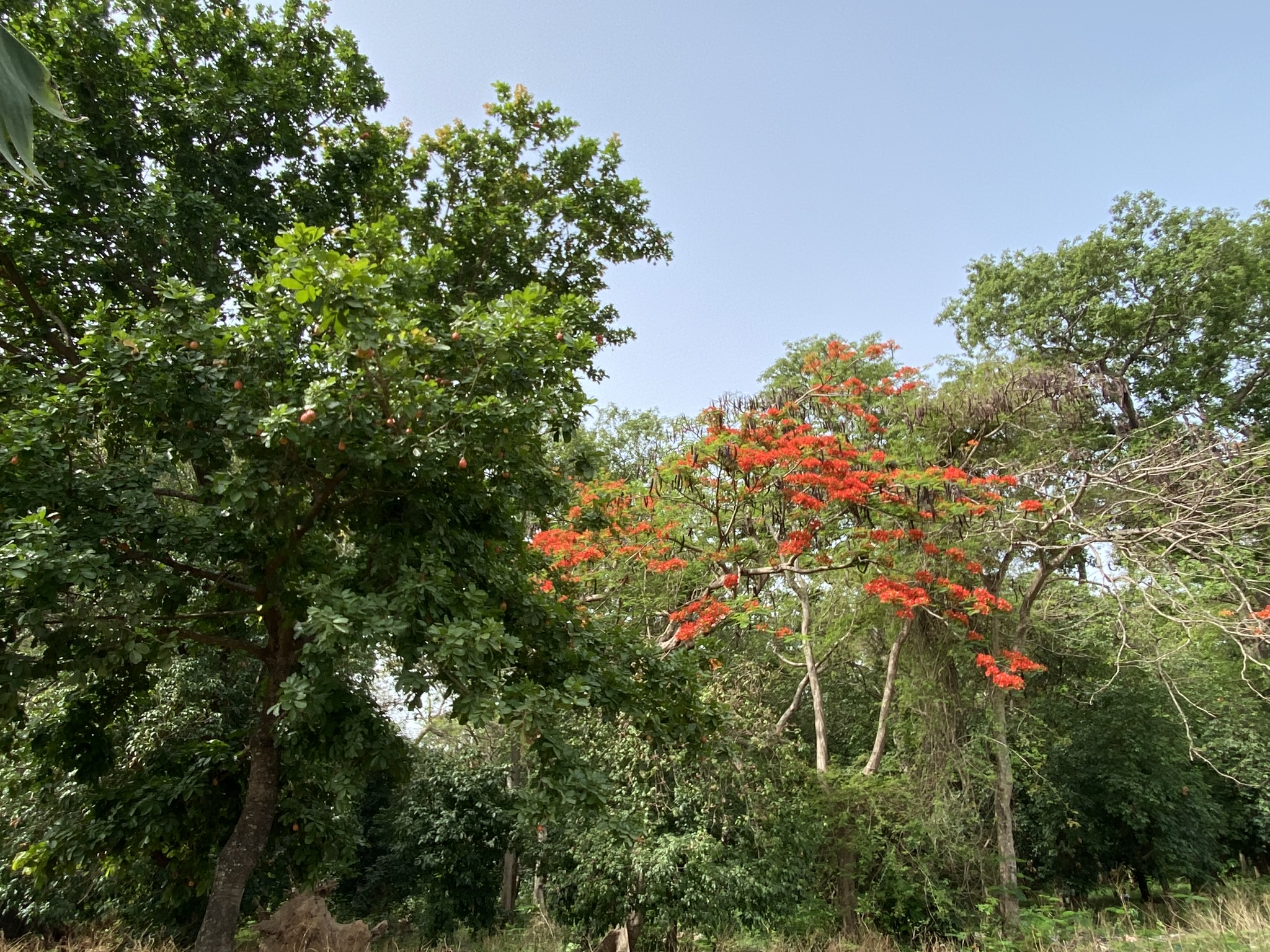 GAPADOU, un espoir pour les forêts sacrées du Bénin.