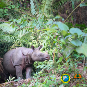 Projet MERCI - Le rhinocéros de Java