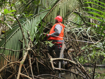 Projet CAMERR | Restauration des écosystèmes de mangrove