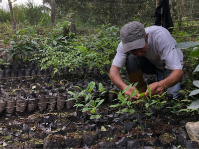 Proyecto CUISCAF | Producción sostenible de café de sombra en la comunidad de Cuispes en Perú para la conservación de la selva amazónica.