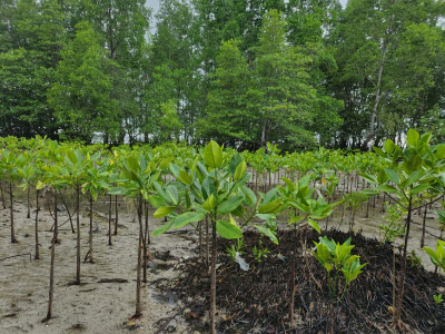 Projet MERCI | Préservation de l’écosystème de Mangrove et du Rhinocéros de Java en Indonésie