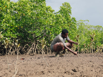 MOSOTRY Project | Sustainable restoration of degraded mangroves, economic resilience and food security