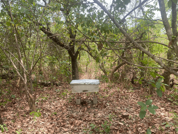 Forêts Benin - Ruche d'abeille