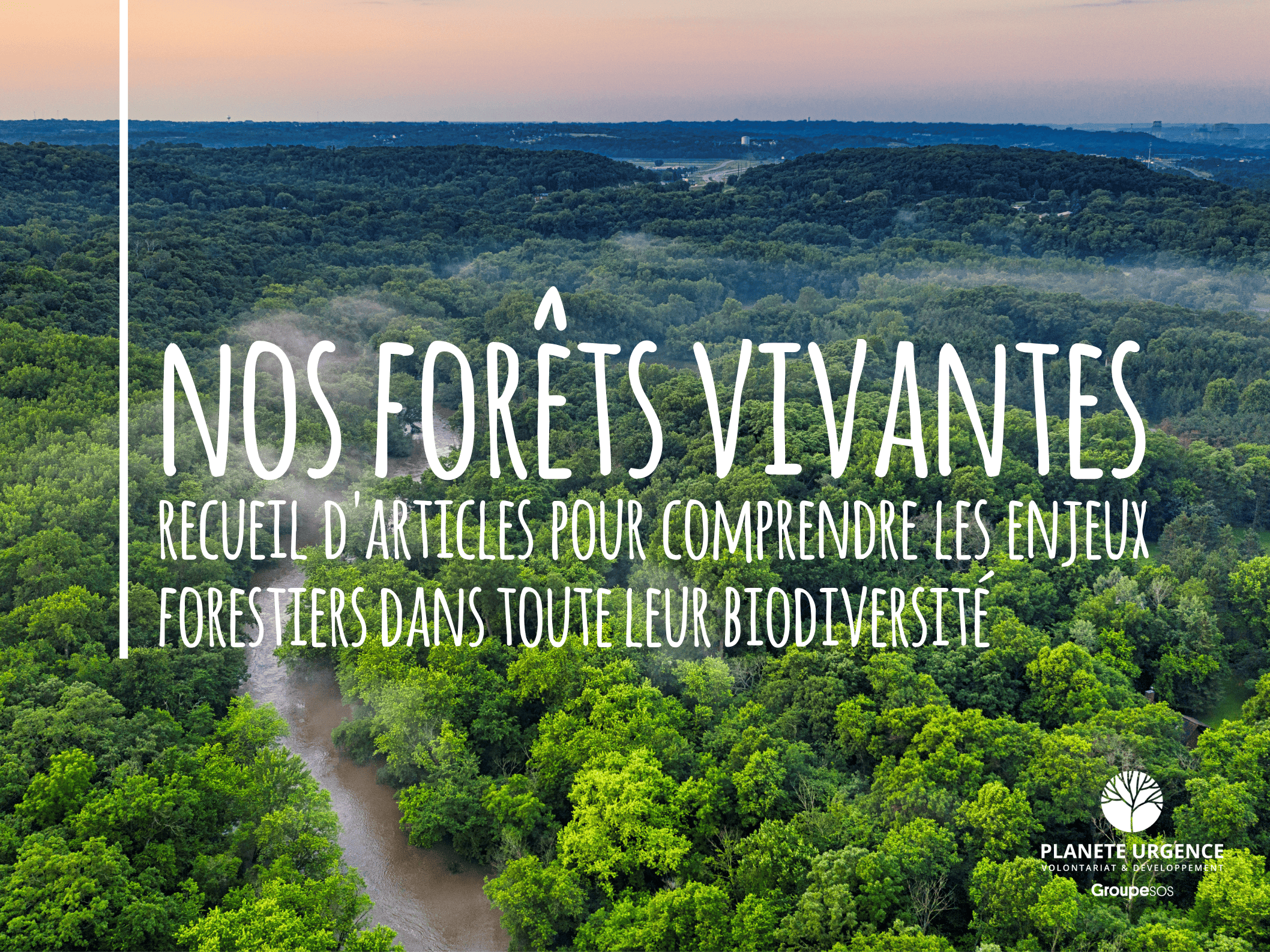 Nos Forêts Vivantes » : 6 articles pour mieux comprendre les enjeux forestiers !