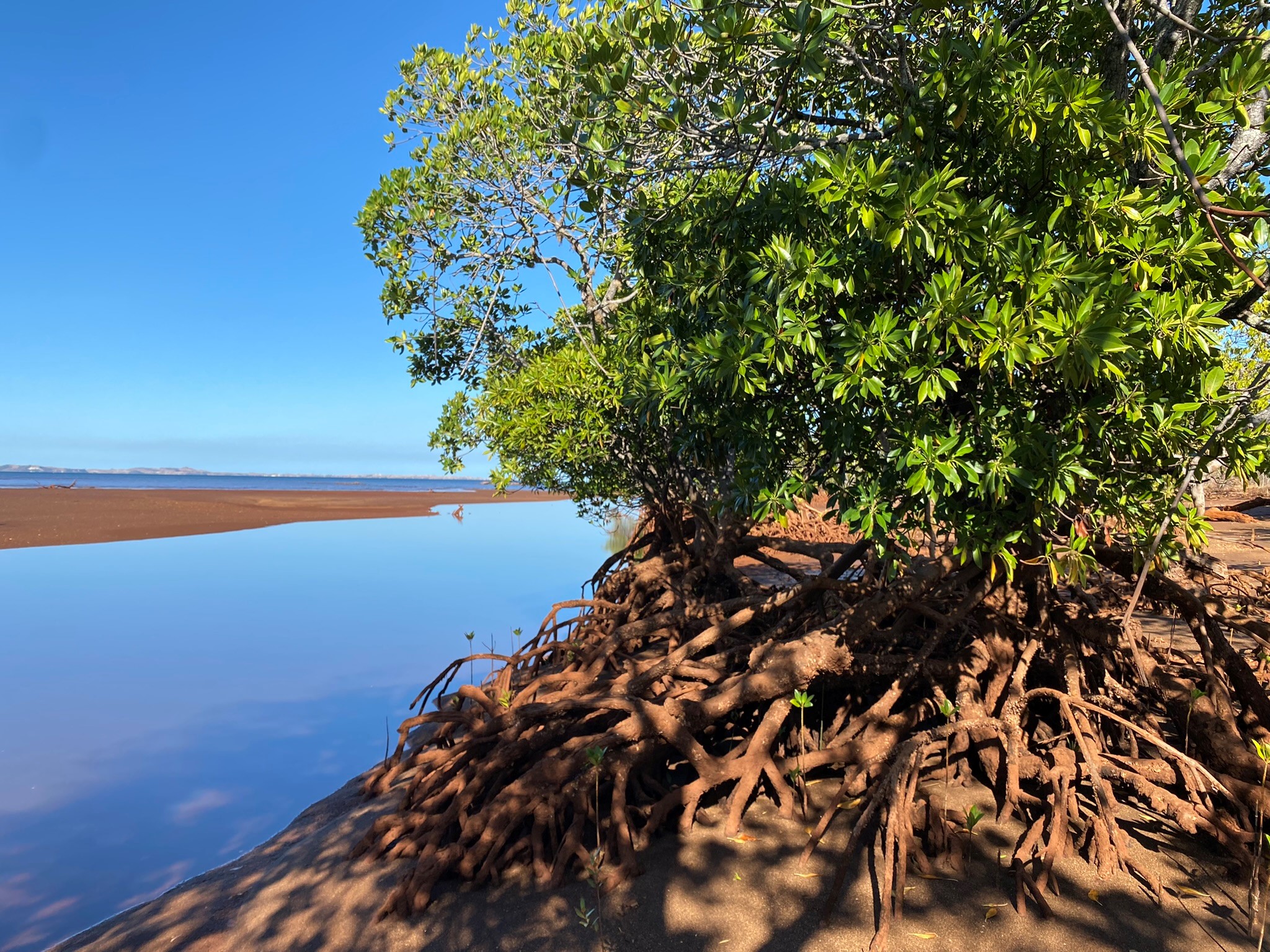 Super-mangroves : à la découverte de ces écosystèmes extraordinaires !  