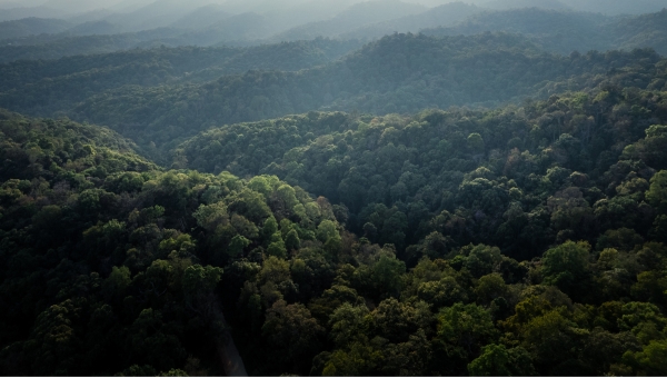 Préserver les forêts et la biodiversité en danger
