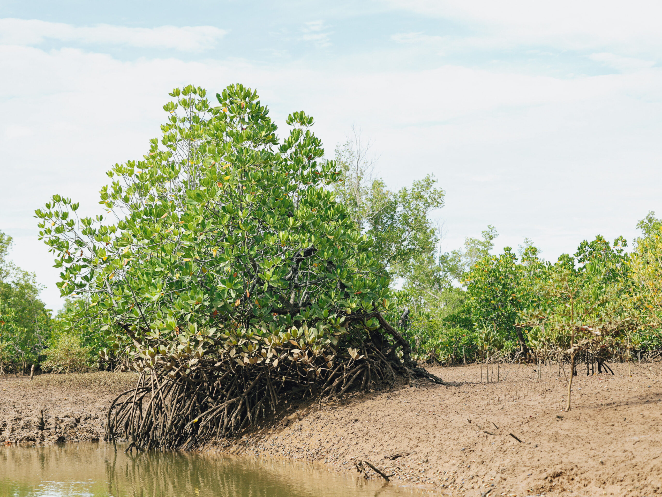 Les mangroves d’Ambarijeby, une source de biodiversité unique