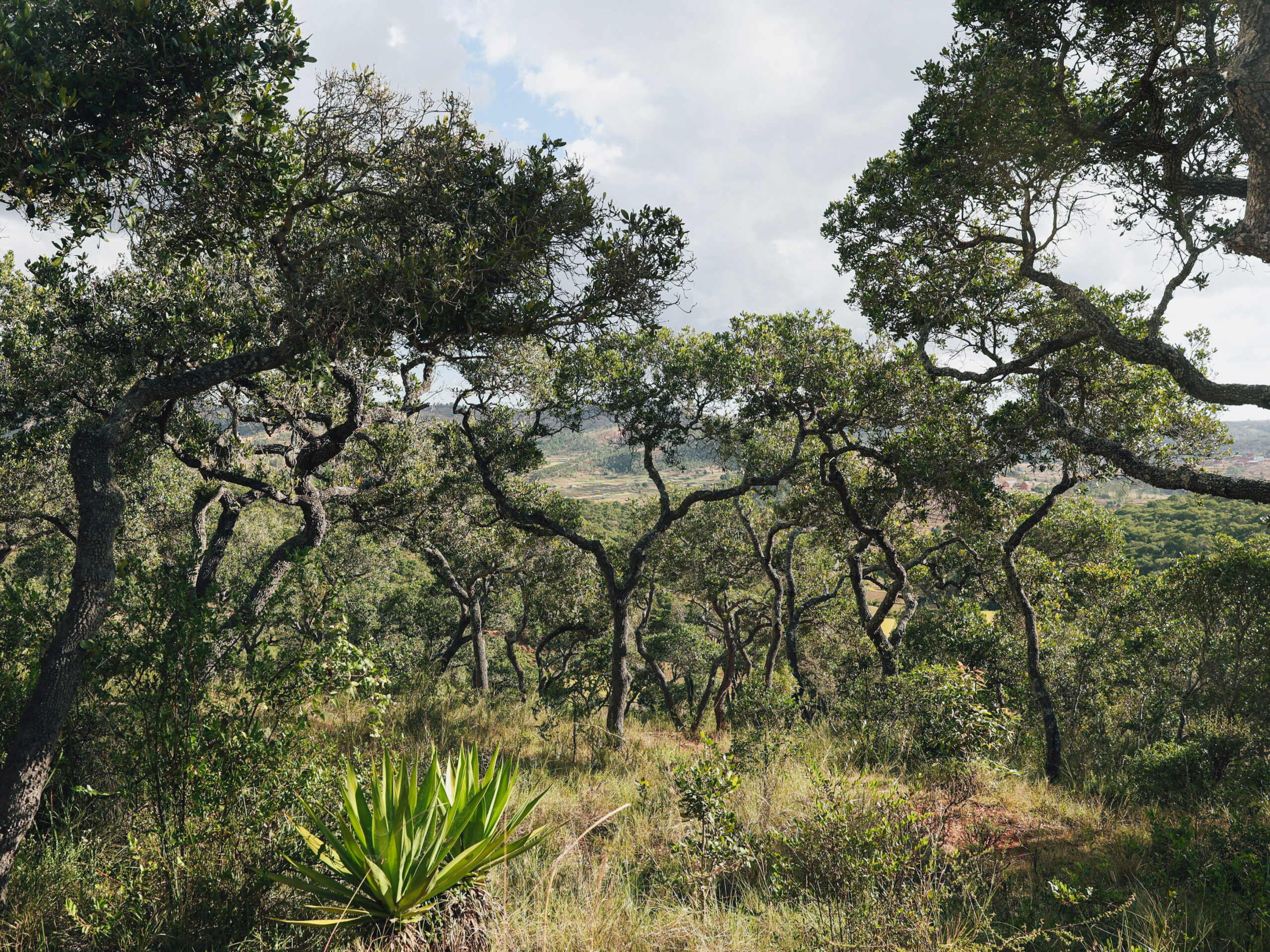 Les communautés locales : les protecteurs de la forêt de Tapia 