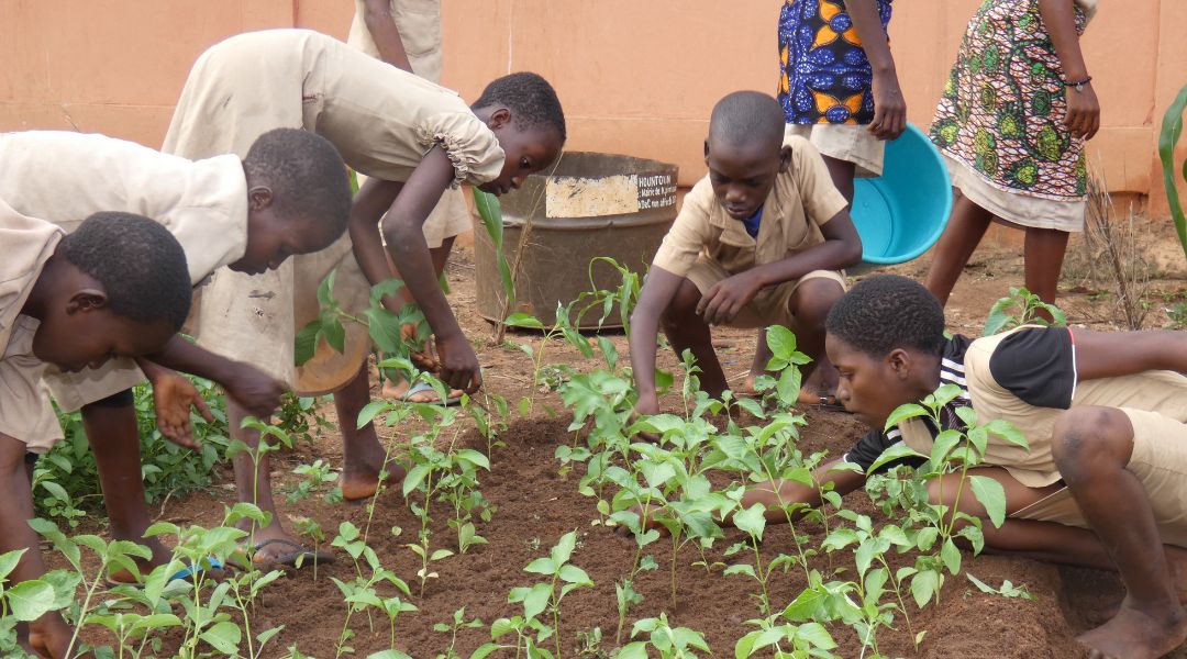 Formation à la mise en oeuvre de potagers scolaires et aux techniques de maraîchage.