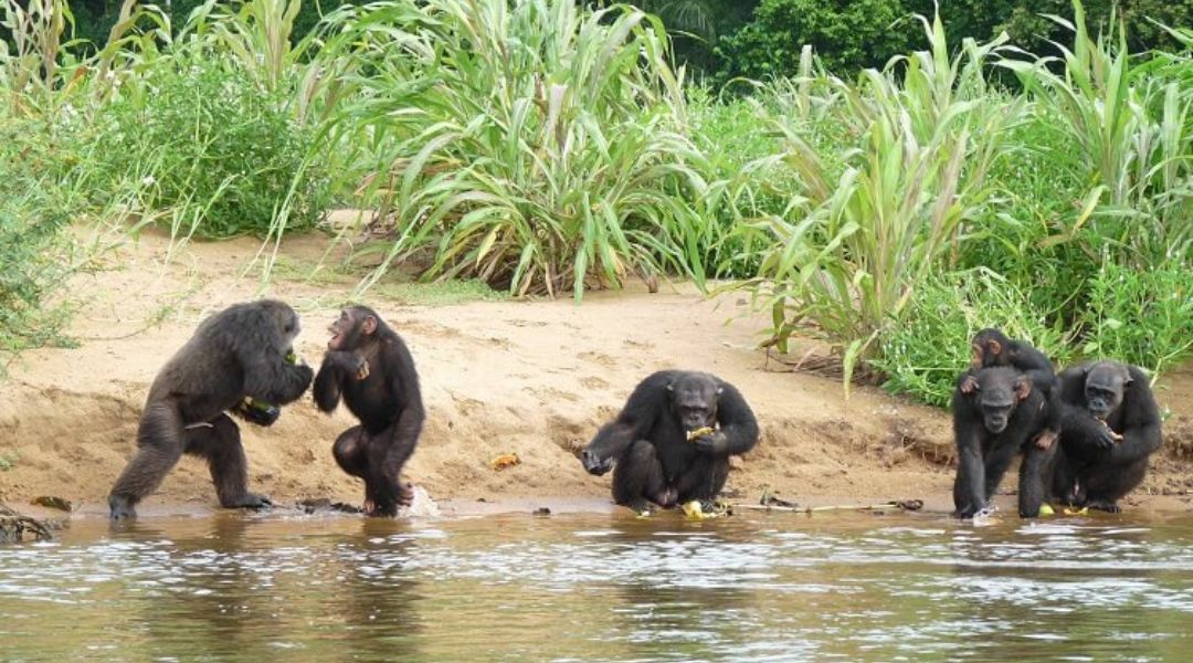 Suivi-écologique des singes dans la Réserve de Faune de Santchou