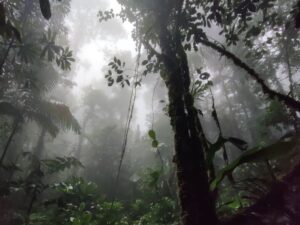 Censo de la fauna y flora en el Centro Ecológico Zanja Arajuno y la en Comunidad Lisan Wasi