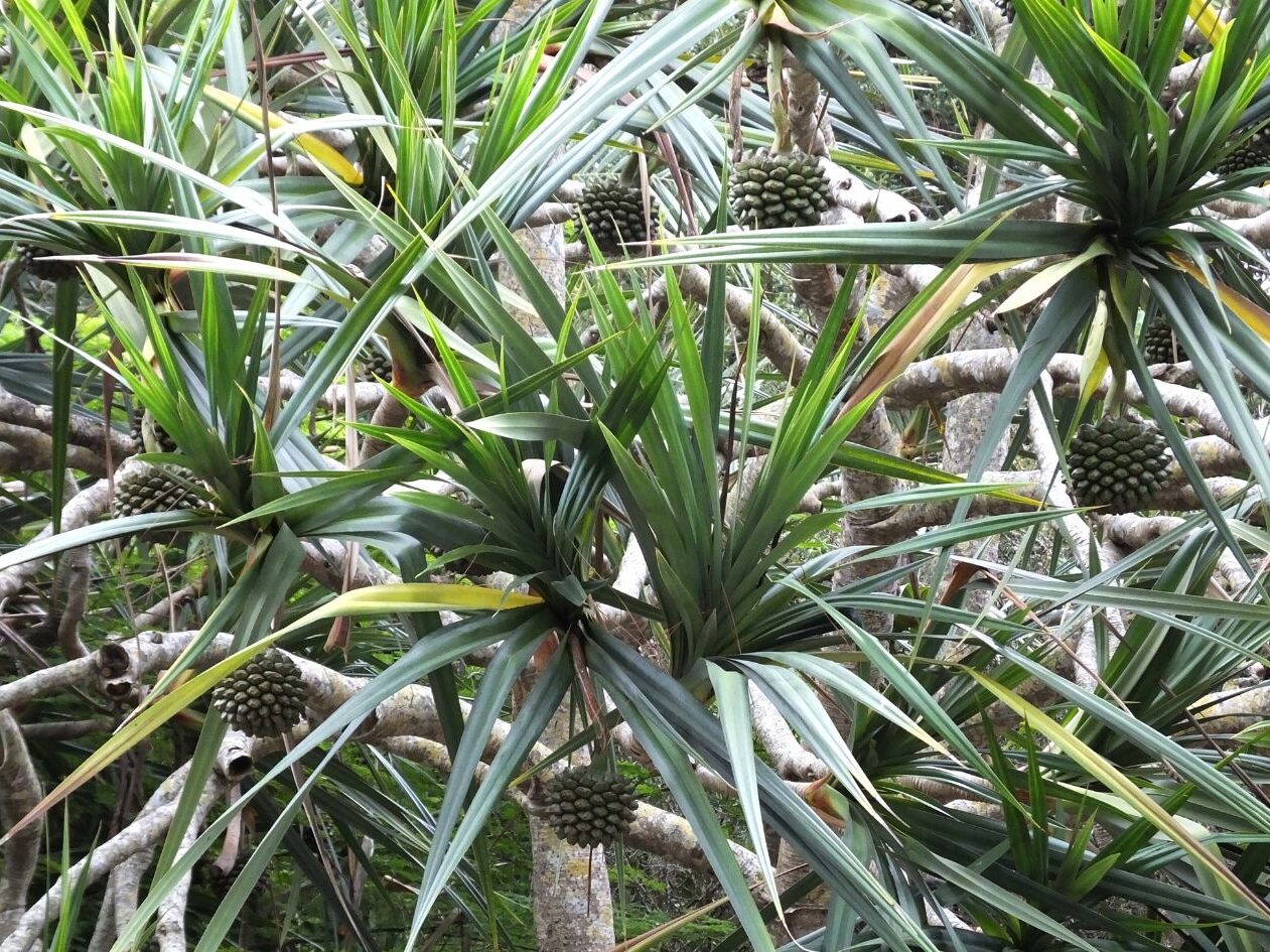 Le Pandanus candelabrum, une espèce à caractère invasive au Cameroun, au cœur d'une recherche innovante 