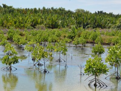 Journée internationale des mangroves : un écosystème essentiel à préserver