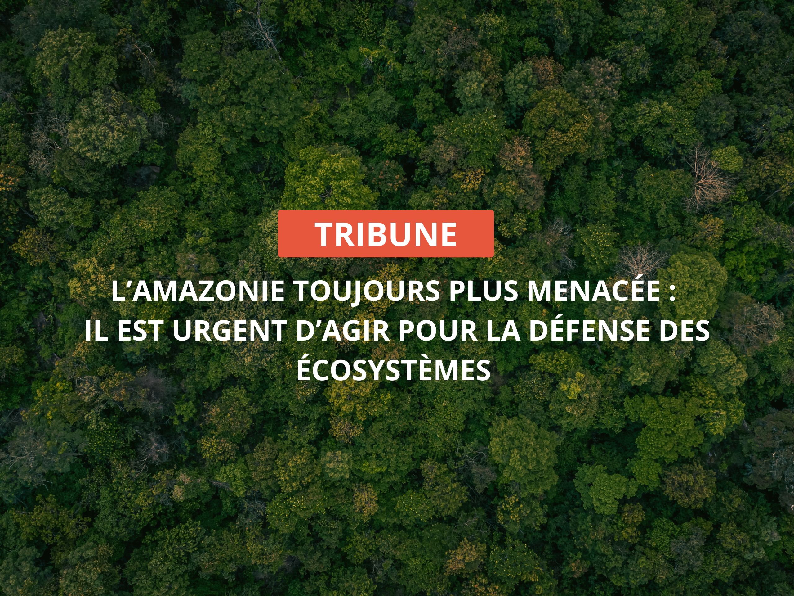 Planète Urgence signataire d’une tribune aux côtés d’autres organisations pour défendre l’Amazonie