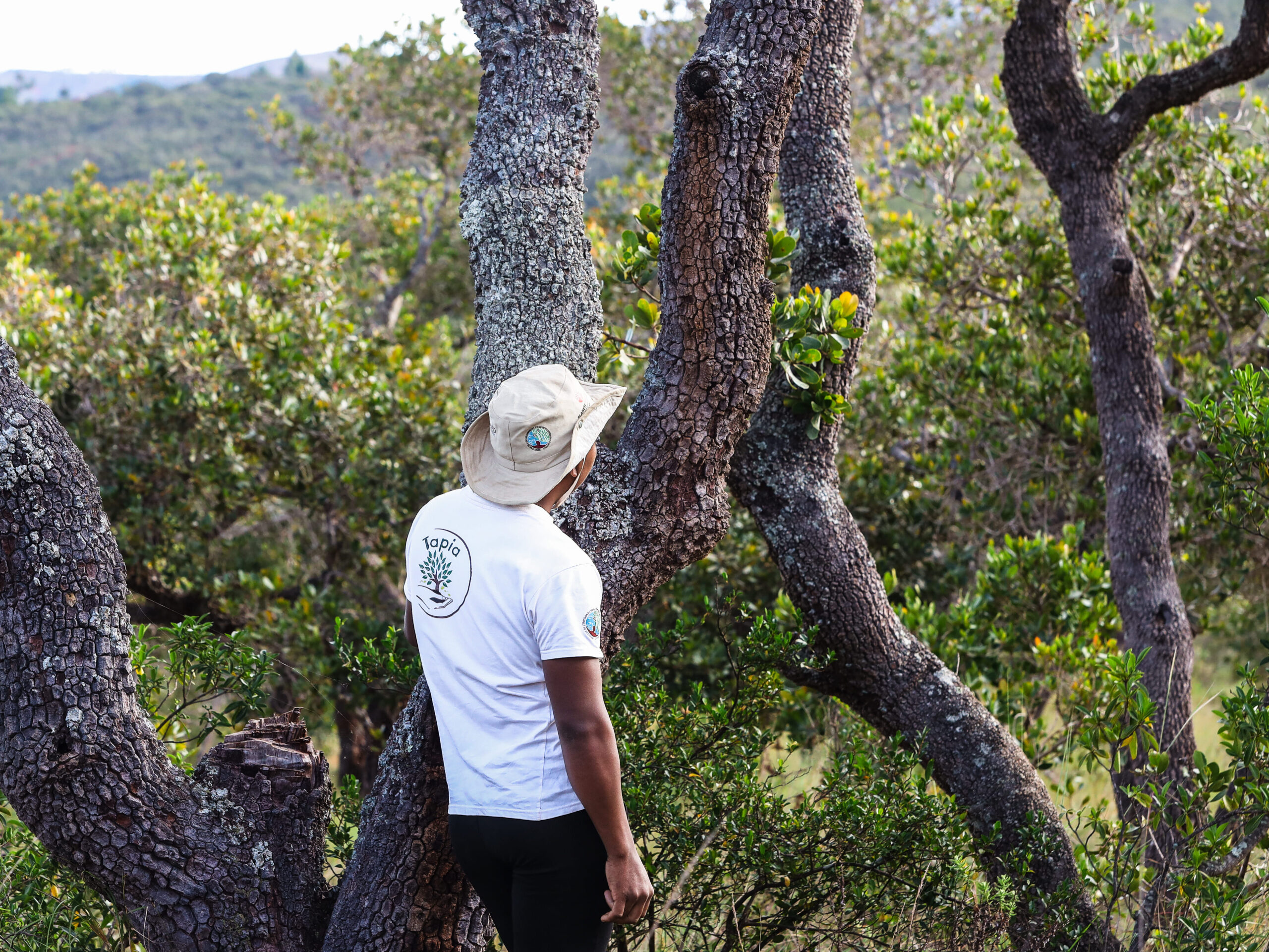 Projet TAPIA à Madagascar : une nouvelle phase pour préserver durablement les forêts de Tapia 
