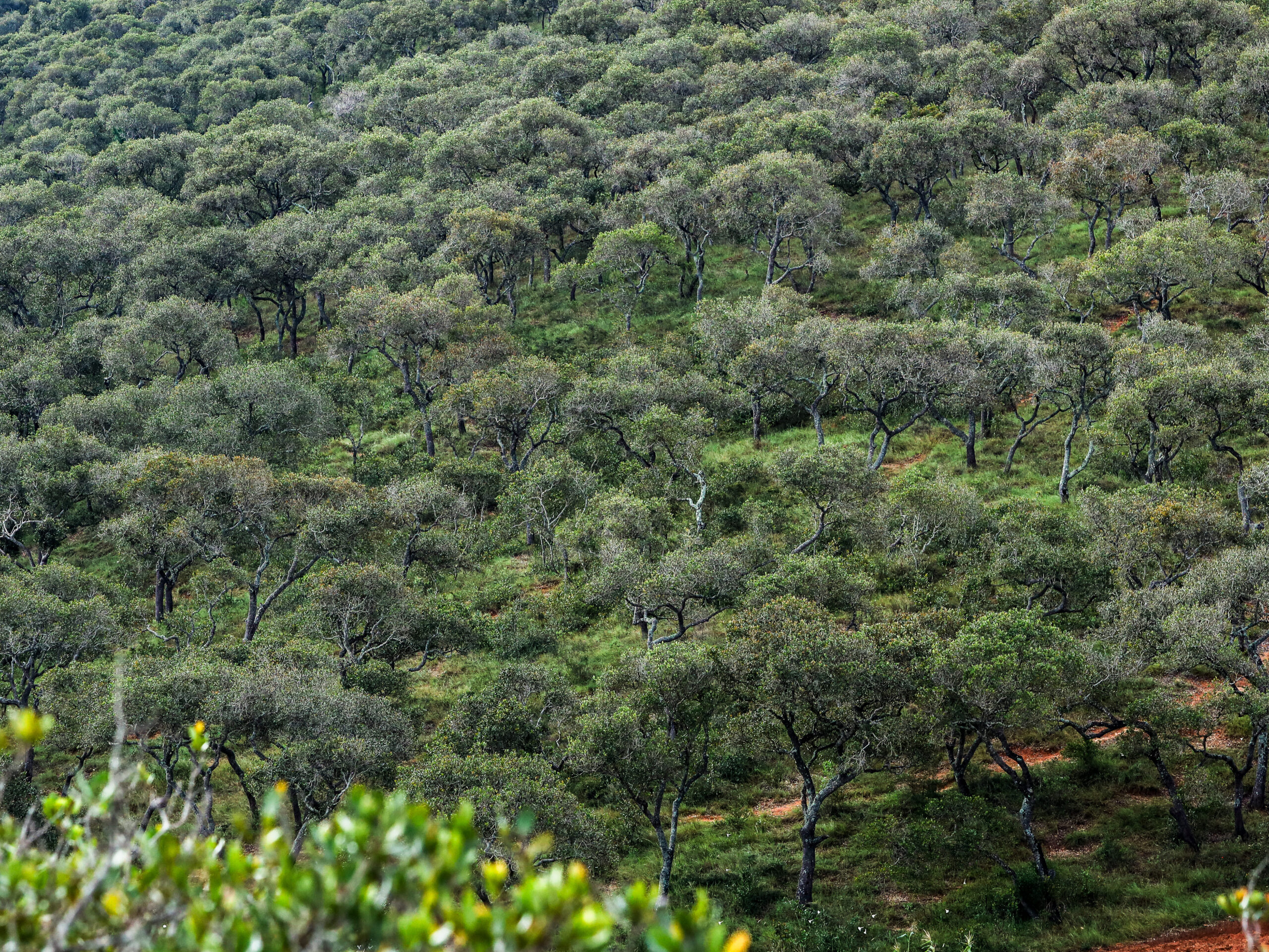 L’engagement philanthropique pour les forêts : un investissement stratégique pour les entreprises  