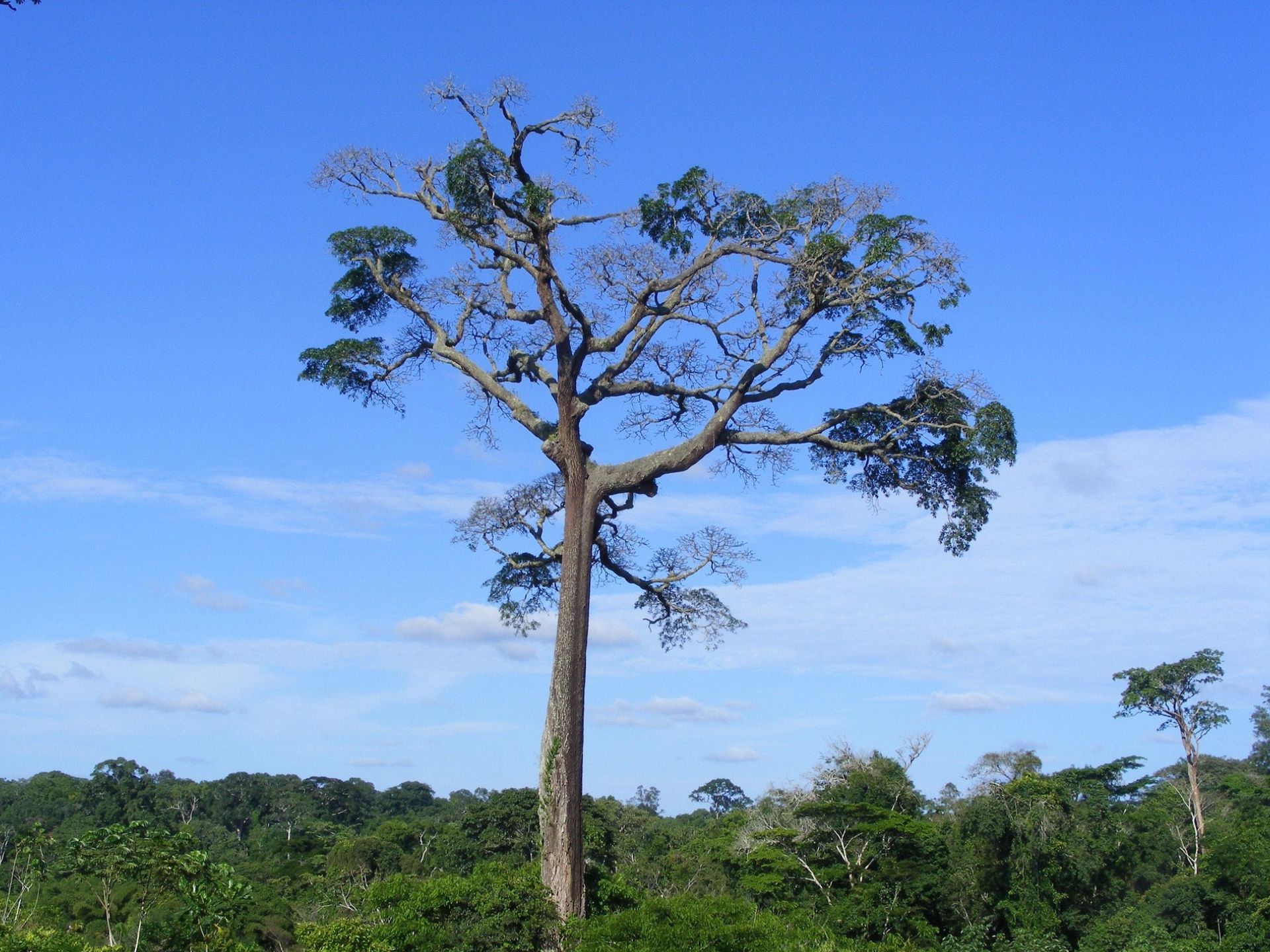 Recensement de ressources naturelles en danger :  le bois précieux Moabi et Bubinga – RACINE