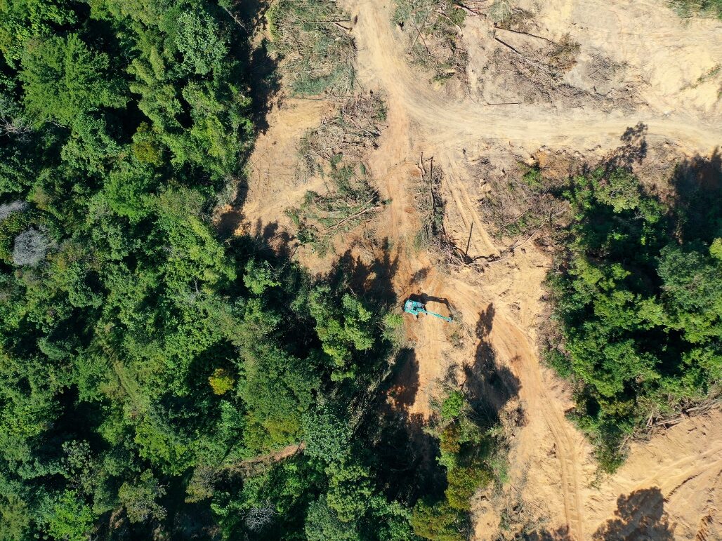 Déforestation mondiale en 2025 : un ralentissement encourageant, mais des forêts toujours sous pression