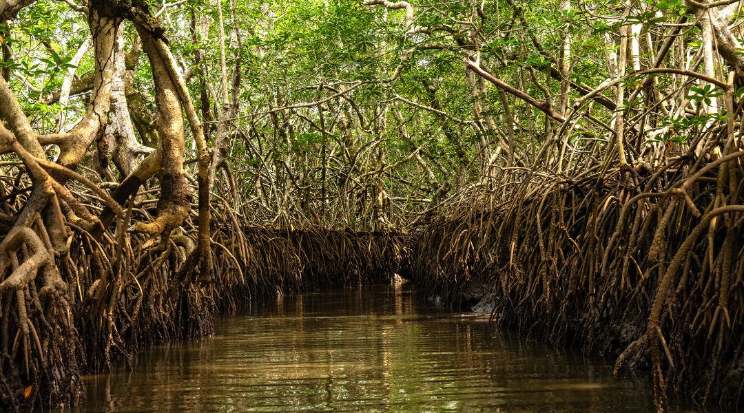 Suivi écologique pour recenser la faune et la flore dans la mangrove -RACINE