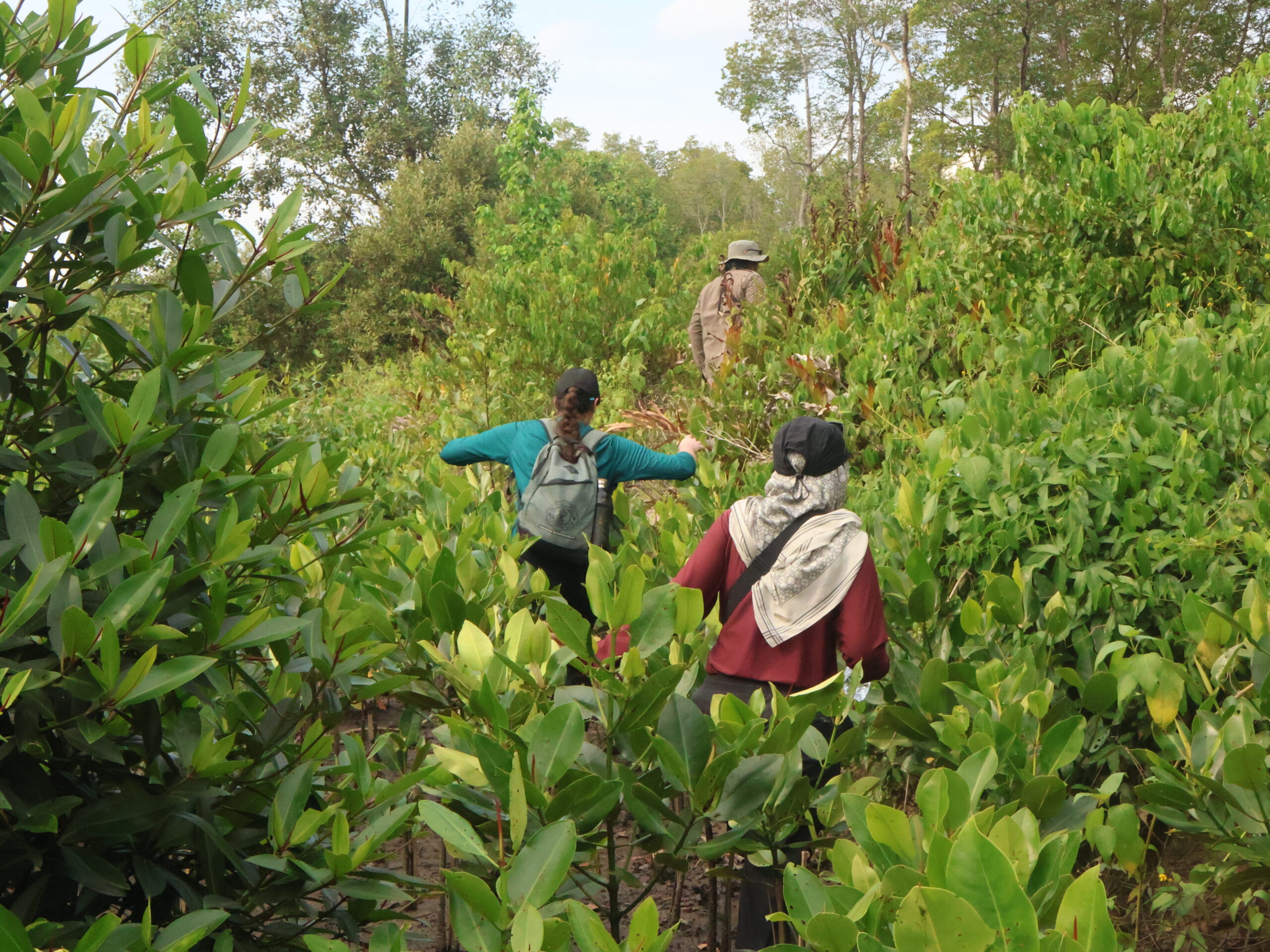 Dans le delta de la Mahakam, restaurer les mangroves avec les communautés locales