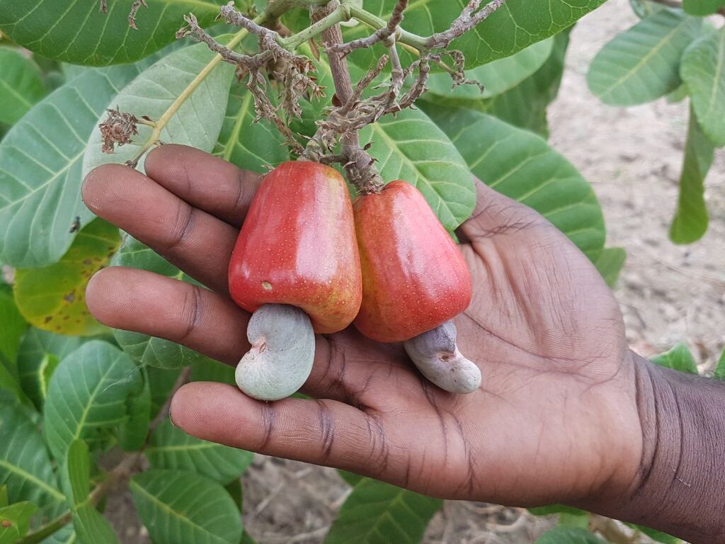 Cameroun : plus de 815 000 arbres plantés en 2025 pour restaurer les forêts et les mangroves