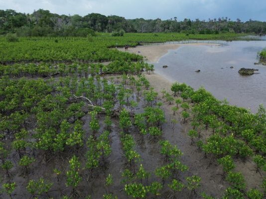 Journée internationale des mangroves : comprendre, protéger et restaurer l'un des écosystèmes les plus précieux de la planète
