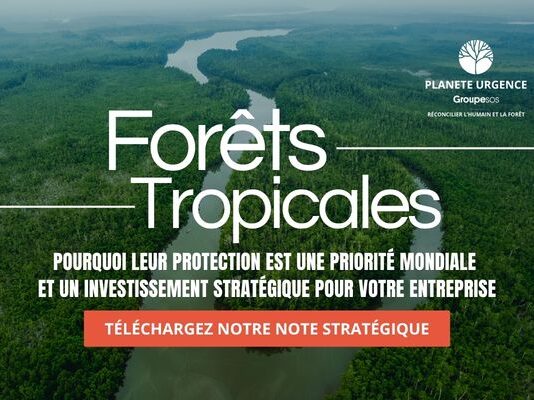 Forêts Tropicales : Pourquoi leur protection est une priorité mondiale et un investissement stratégique pour votre entreprise ?  