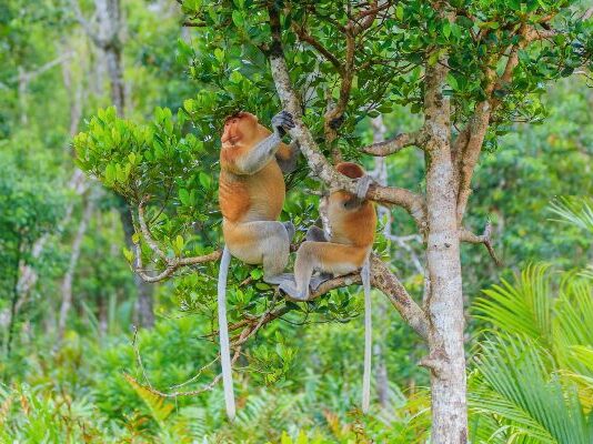 Biodiversité et forêts : pourquoi ces deux enjeux sont indissociables